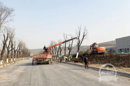 陕西省射击射箭运动管理中心周边配套市政项目绿化工程加紧推进